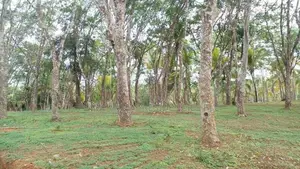 Land Plots for Sale in Ahangama