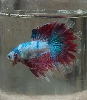 Fighter Fish