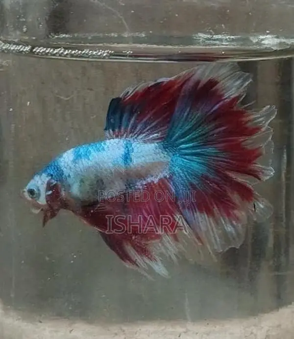 Fighter Fish