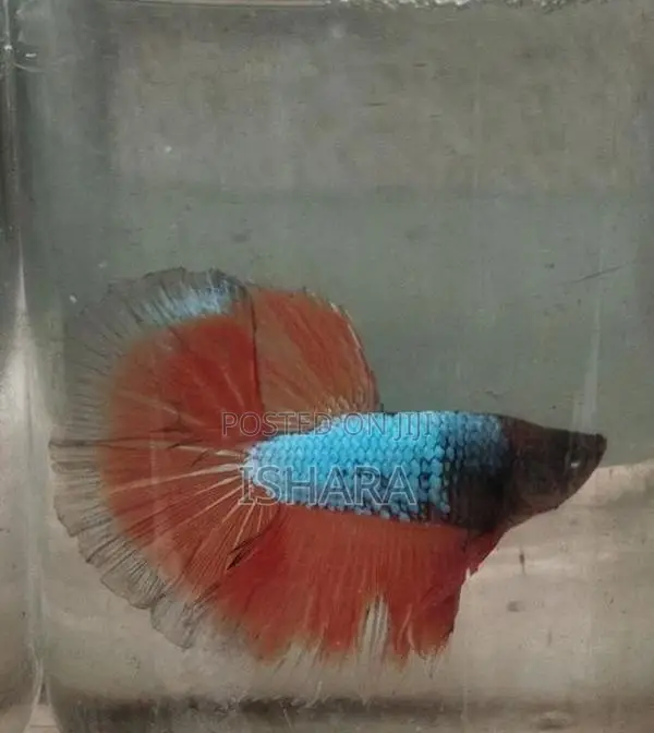 Fighter Fish
