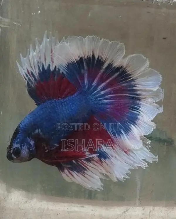 Fighter Fish