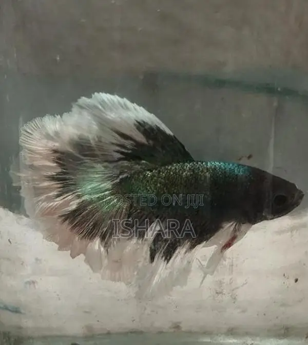 Fighter Fish