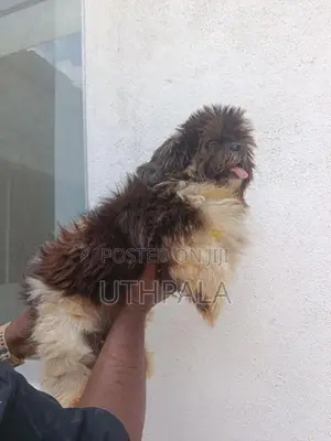 Shih Tzu Puppies