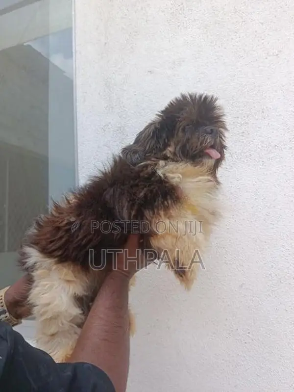 Shih Tzu Puppies