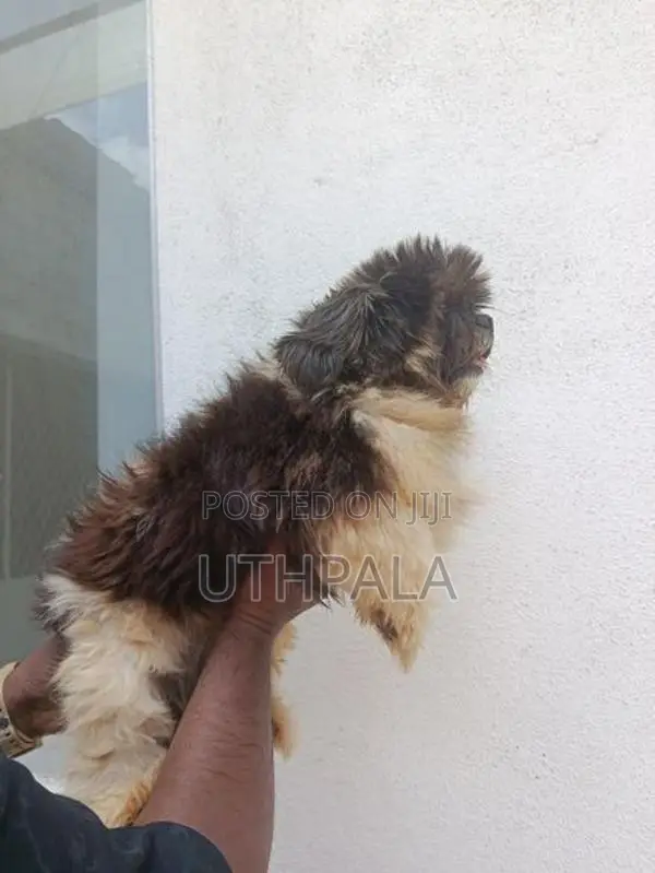 Shih Tzu Puppies
