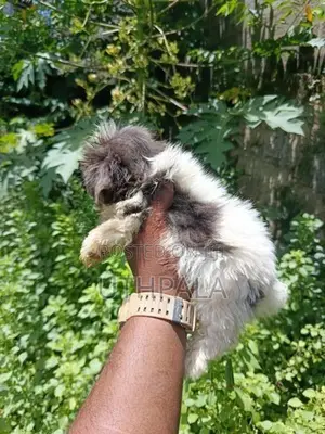 Shih Tzu Puppies