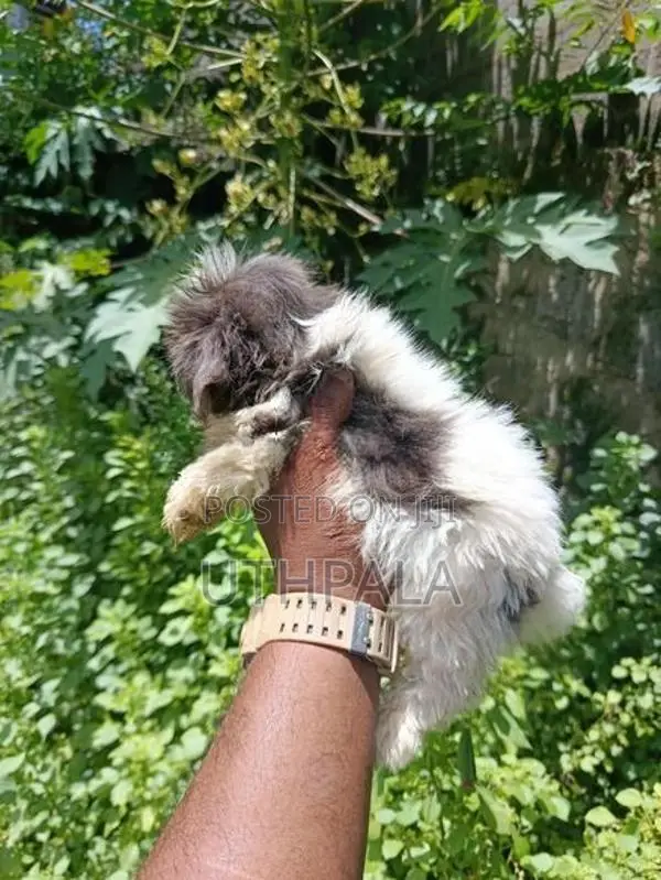 Shih Tzu Puppies