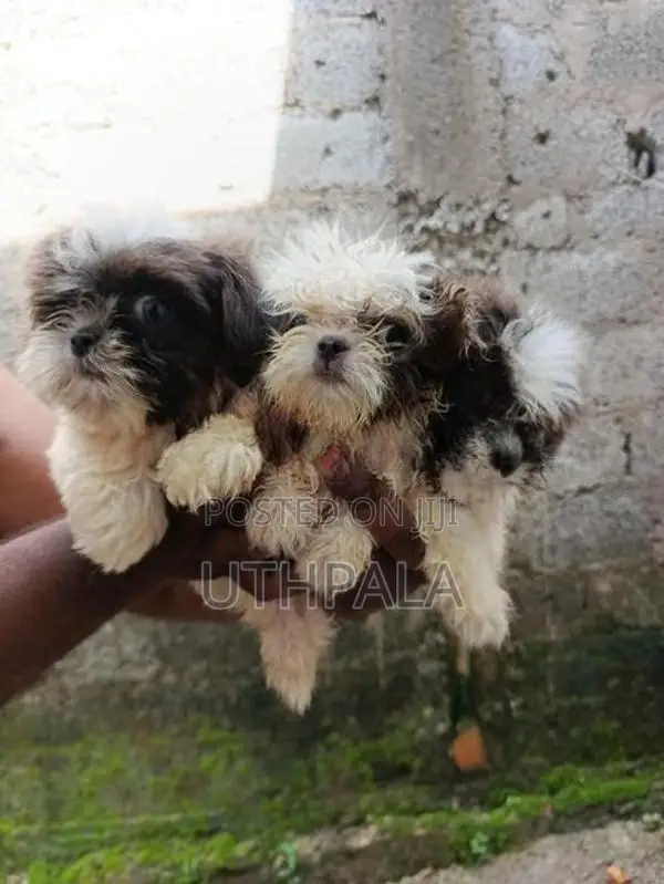 Shih Tzu Puppies