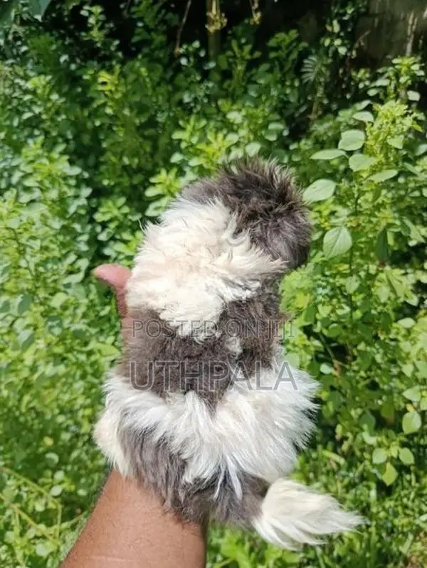 Shih Tzu Puppies