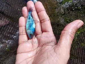 dolphin malavi fish