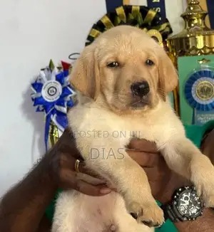 Labrador Puppies