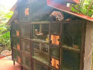 Pigeon Cage