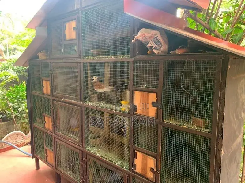 Pigeon Cage