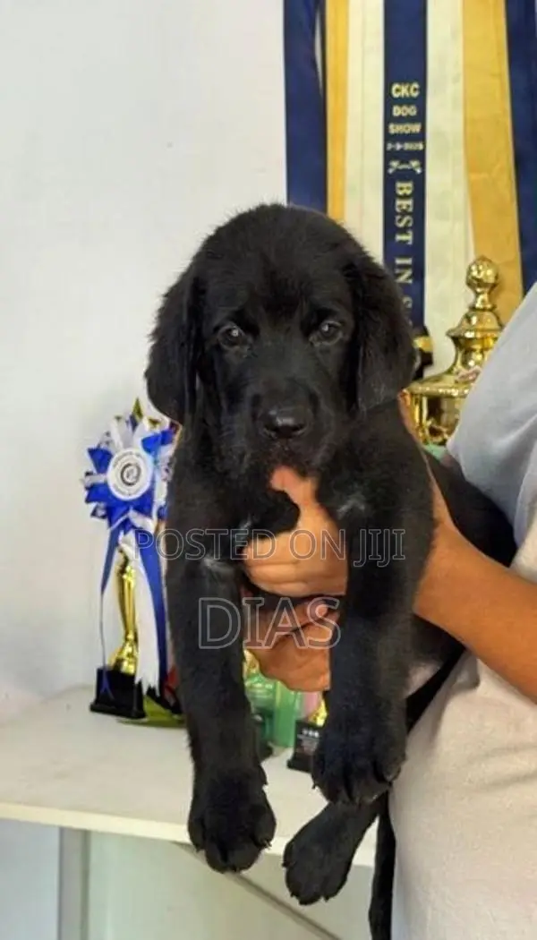 Labrador Puppies