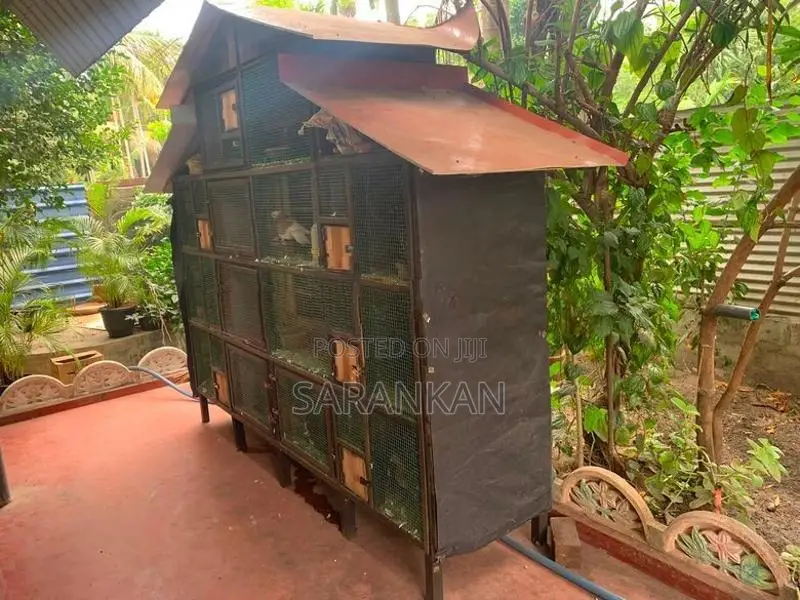 Pigeon Cage
