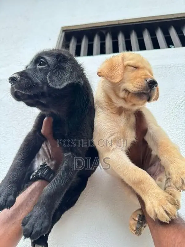 Labrador Puppies
