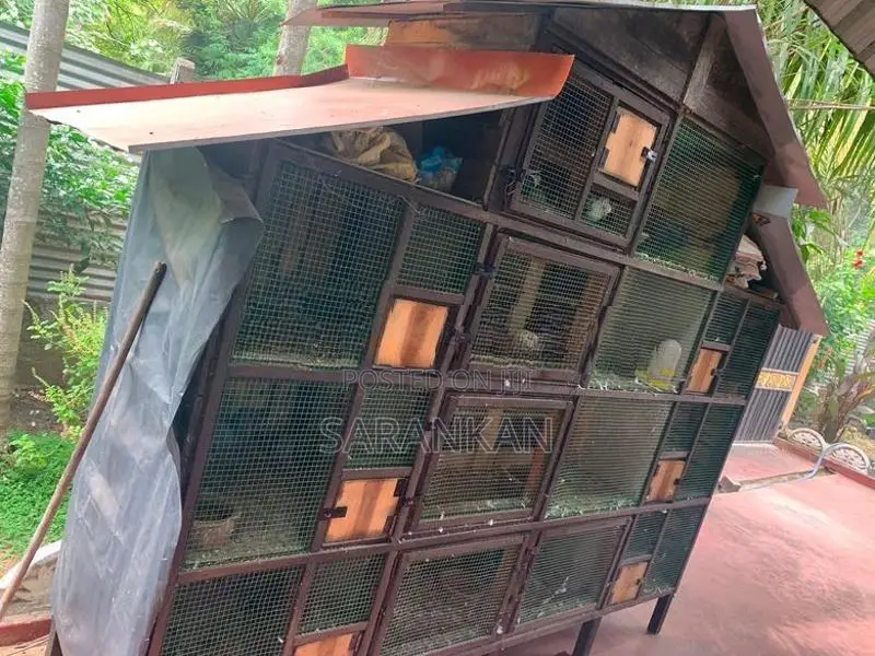 Pigeon Cage