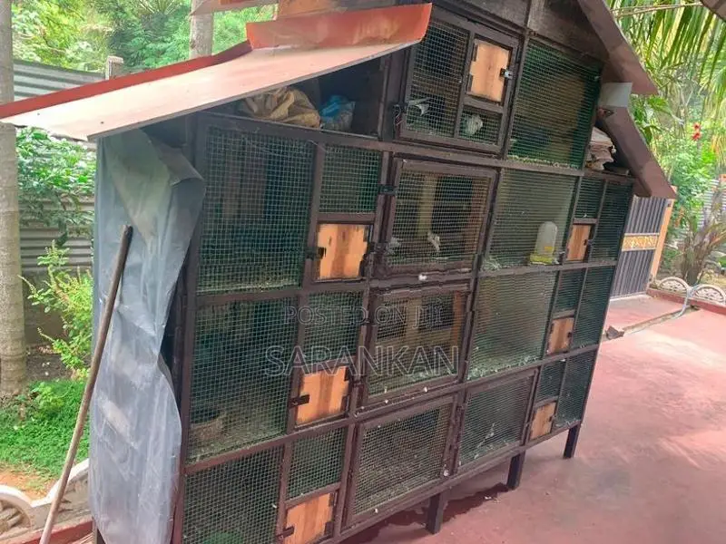 Pigeon Cage