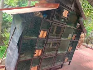 Pigeon Cage