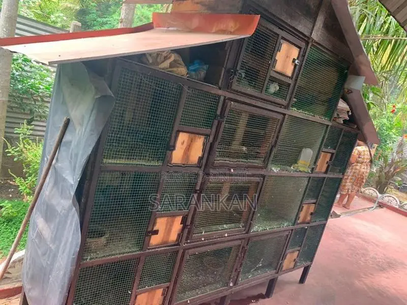 Pigeon Cage