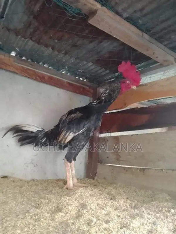 Daththa Rooster