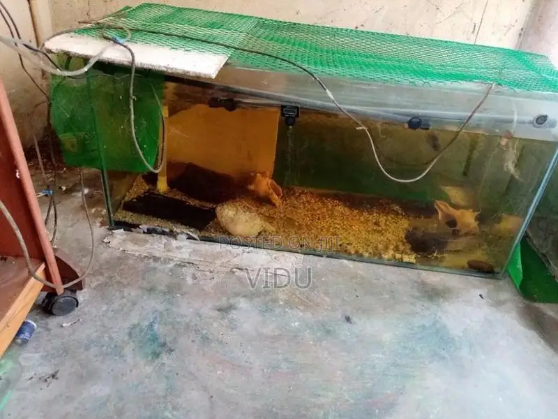 Fish Tank