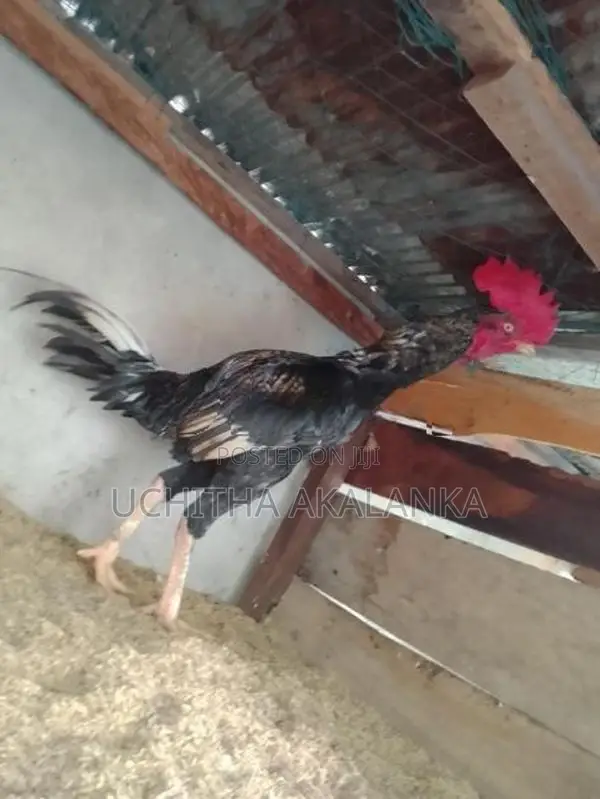 Daththa Rooster