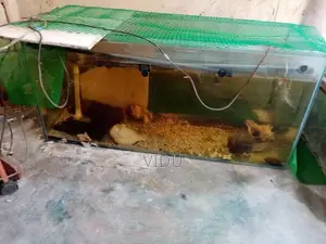 Fish Tank