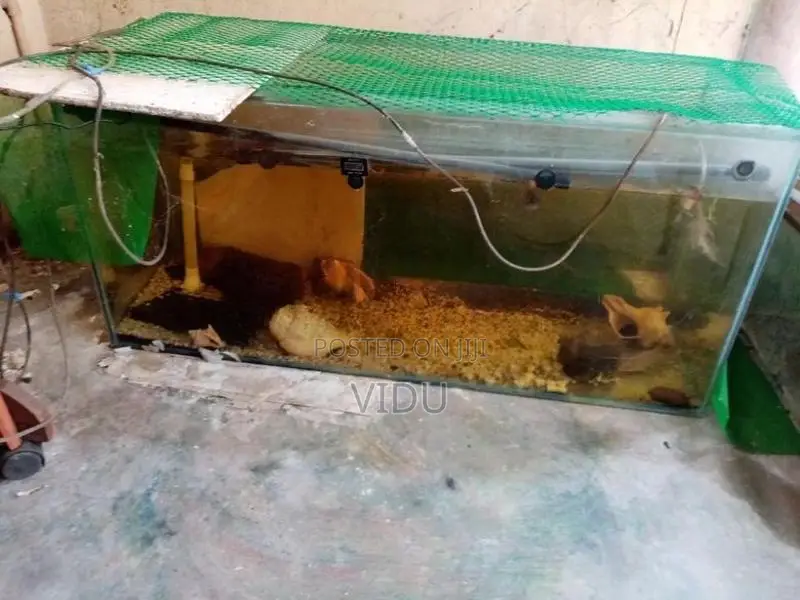 Fish Tank
