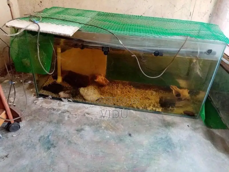 Fish Tank