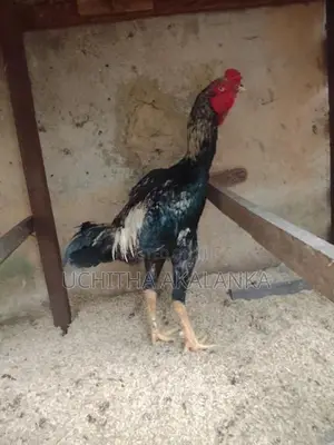 Rooster