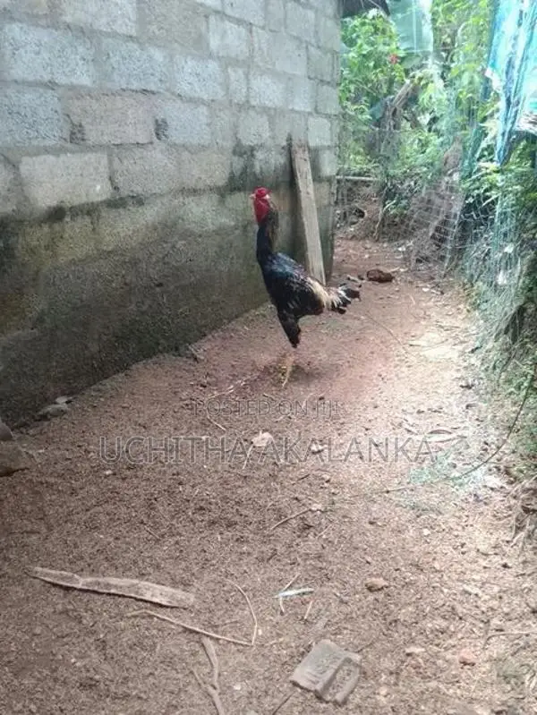 Rooster