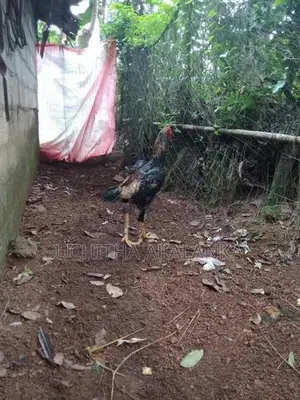 Rooster