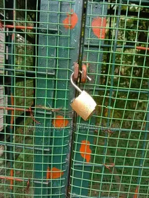 Iron Bird Cage