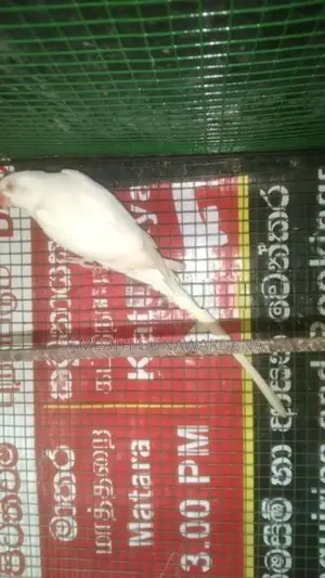 Ringneck Bird