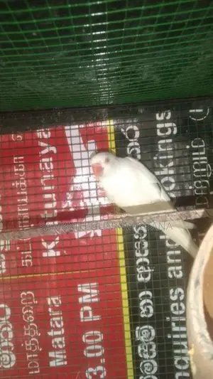 Ringneck Bird