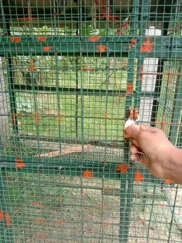 Iron Bird Cage