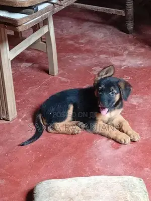 German Shepherd Female Puppy.