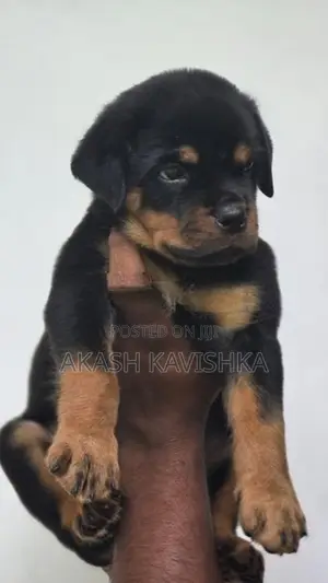 rottweiler puppies