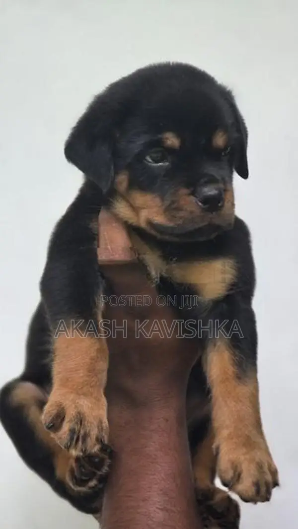 rottweiler puppies