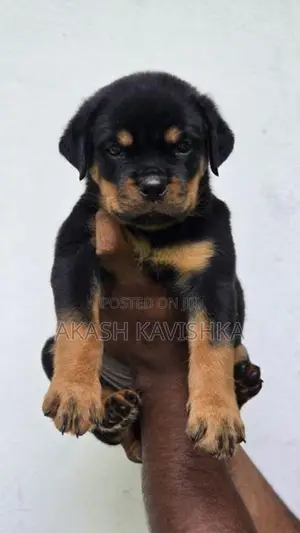 rottweiler puppies