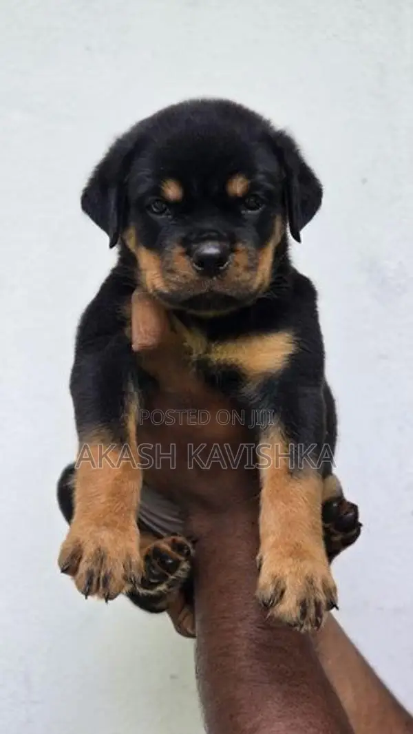 rottweiler puppies
