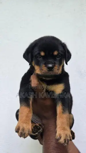 rottweiler puppies
