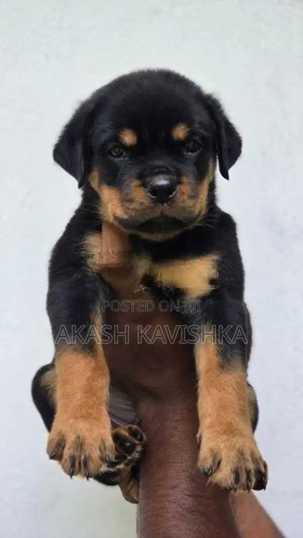 rottweiler puppies