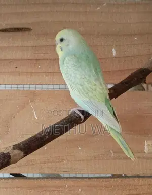 budgies