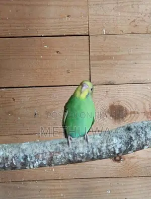 budgies