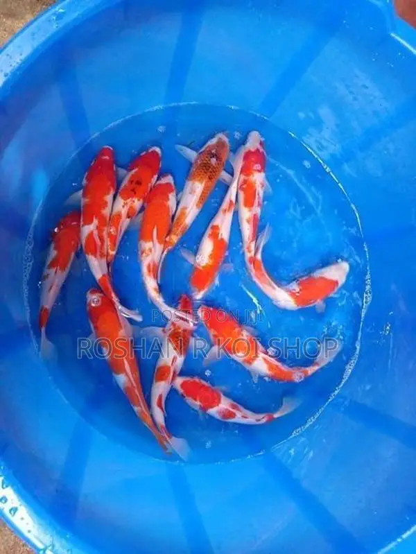 Beautiful Kohaku Koi Fish