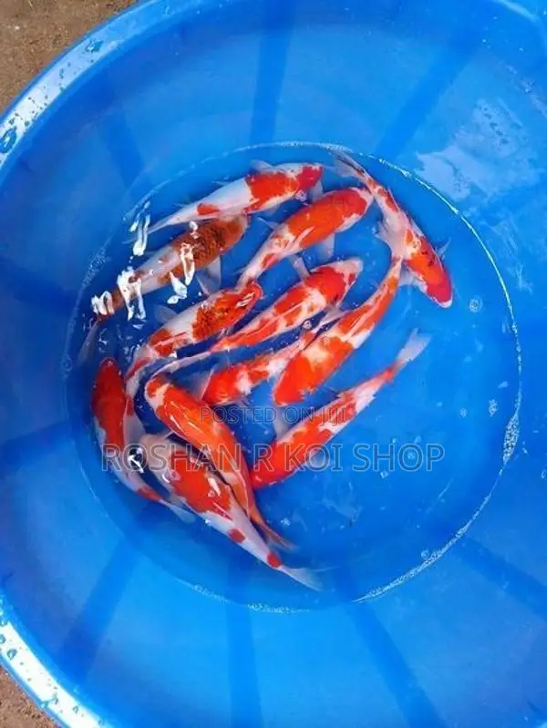 Beautiful Kohaku Koi Fish