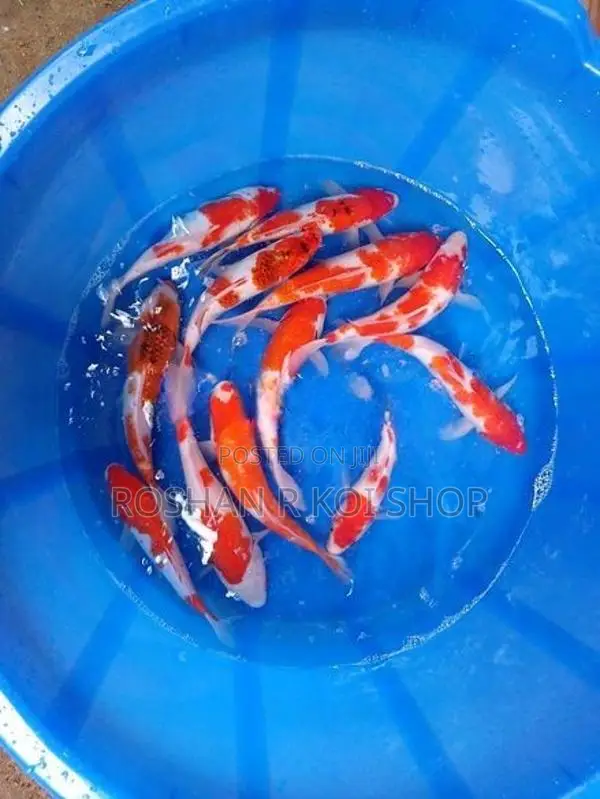 Beautiful Kohaku Koi Fish