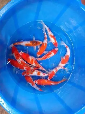Beautiful Kohaku Koi Fish